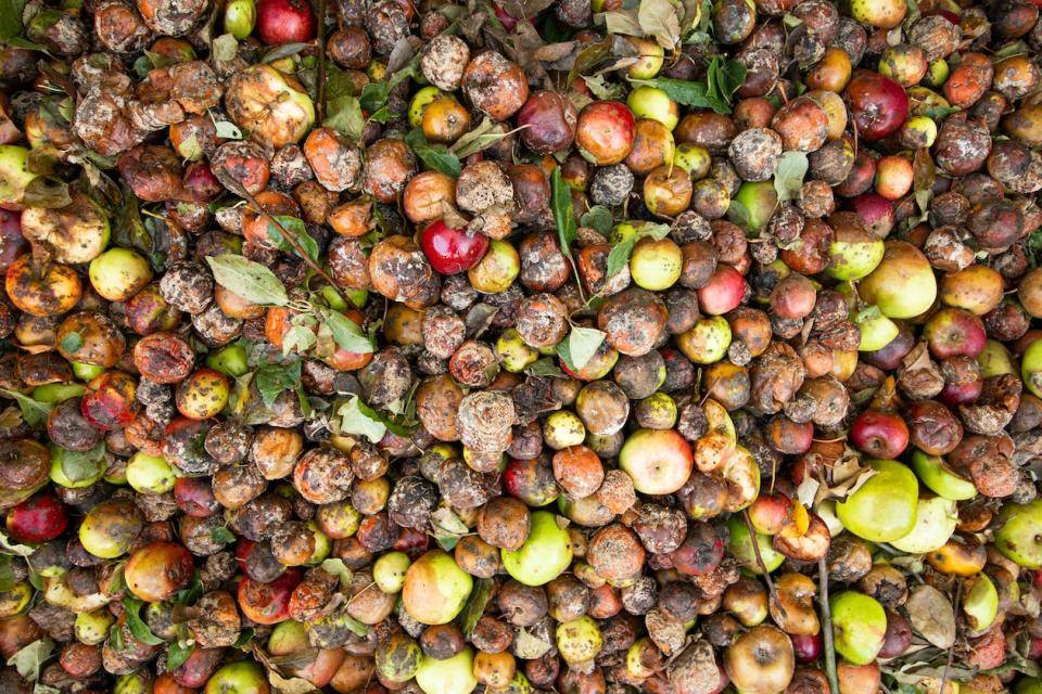 A large pile of moldy, wasted fruit and vegetables