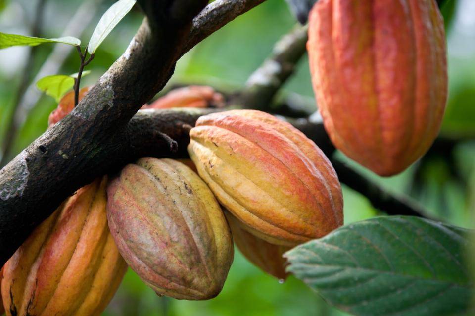 cacau-fruta