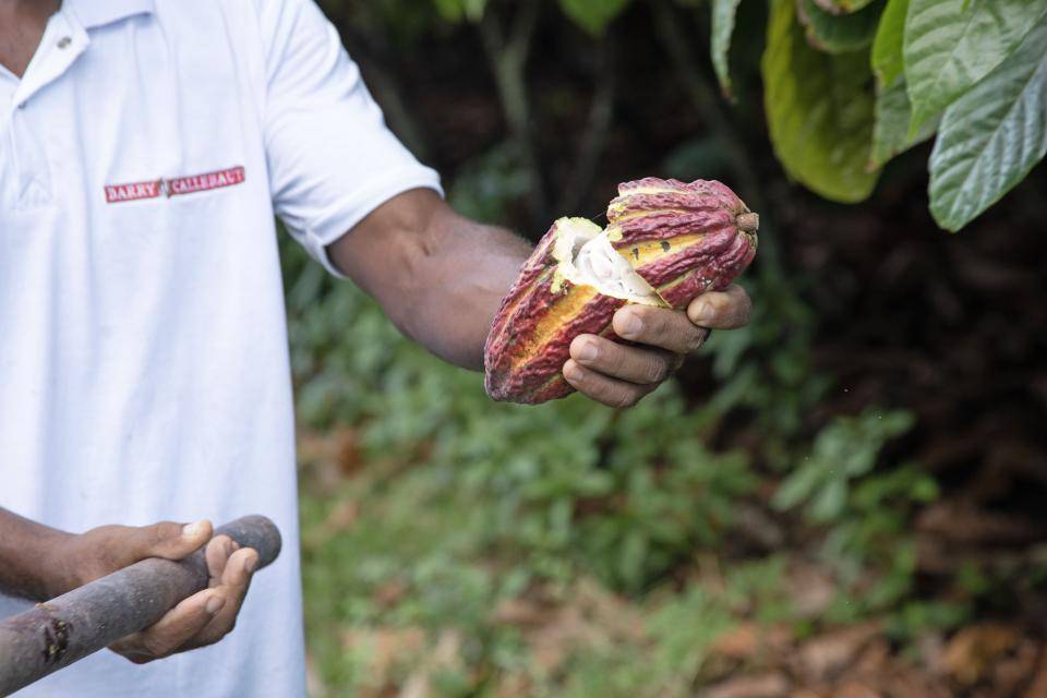 pessoa com camiseta branca polo e logo da Barry Callebaut em vermelho segurando cacau alaranjado cortado ao meio 