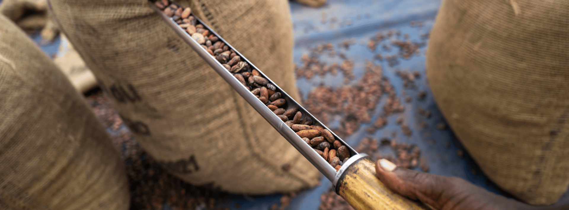 Traceability Callebaut Chocolate