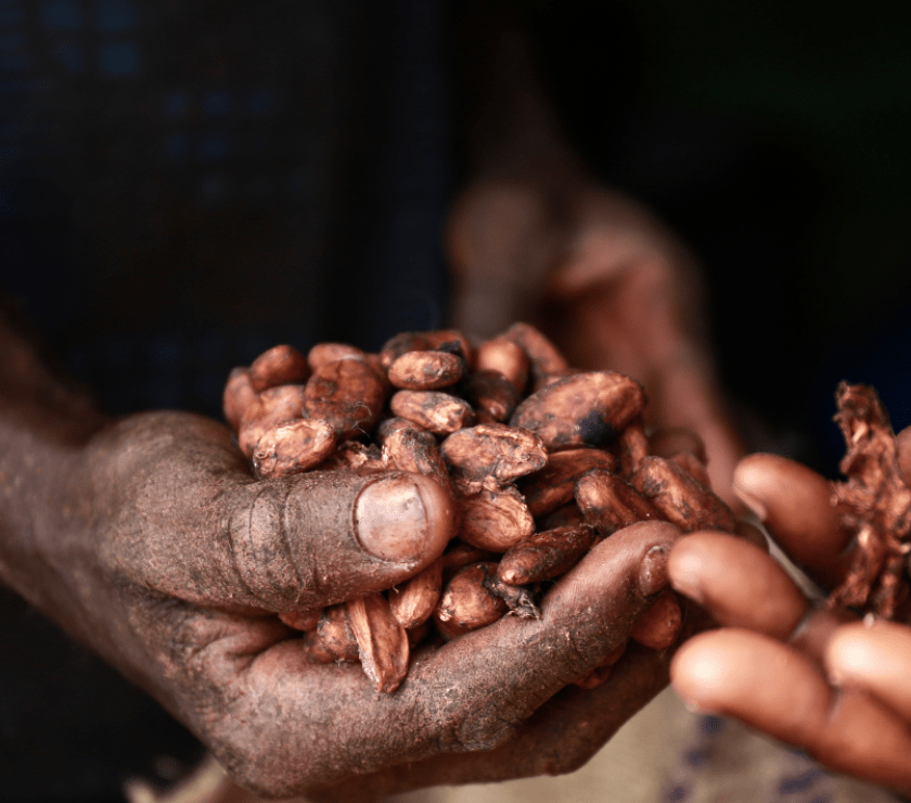 We select beans based on rigorous steps for consistency, quality, and taste at Callebaut.