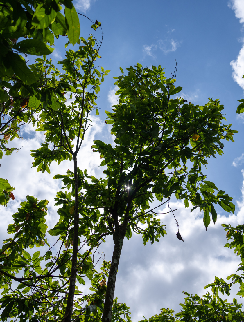 Healthy ecosystems that regenerate for community and planet