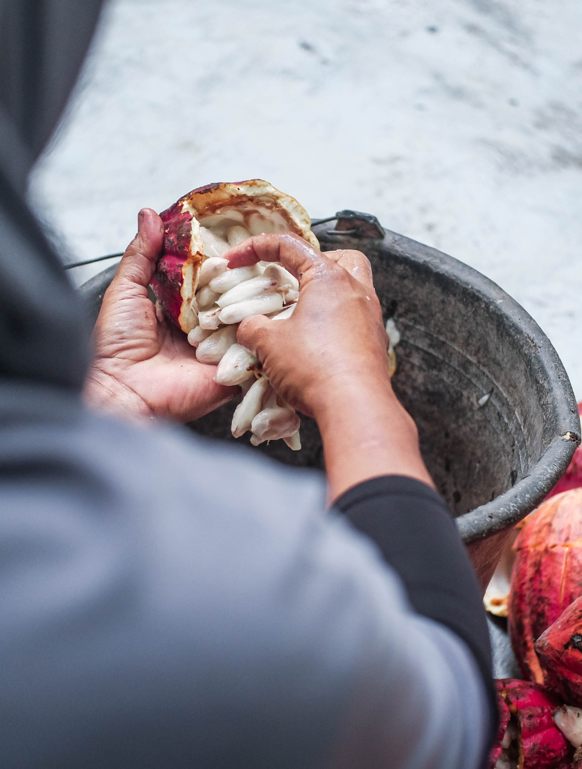Indonesia: balanced bitterness, fruity and earthy notes