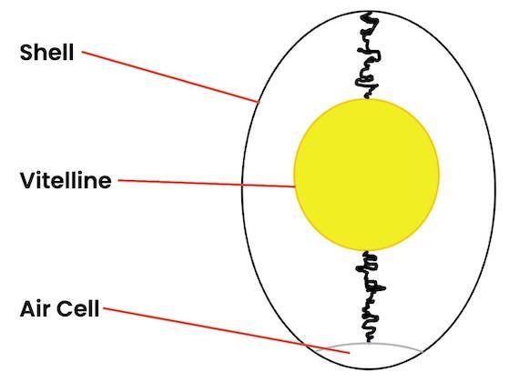 Parts of An Egg